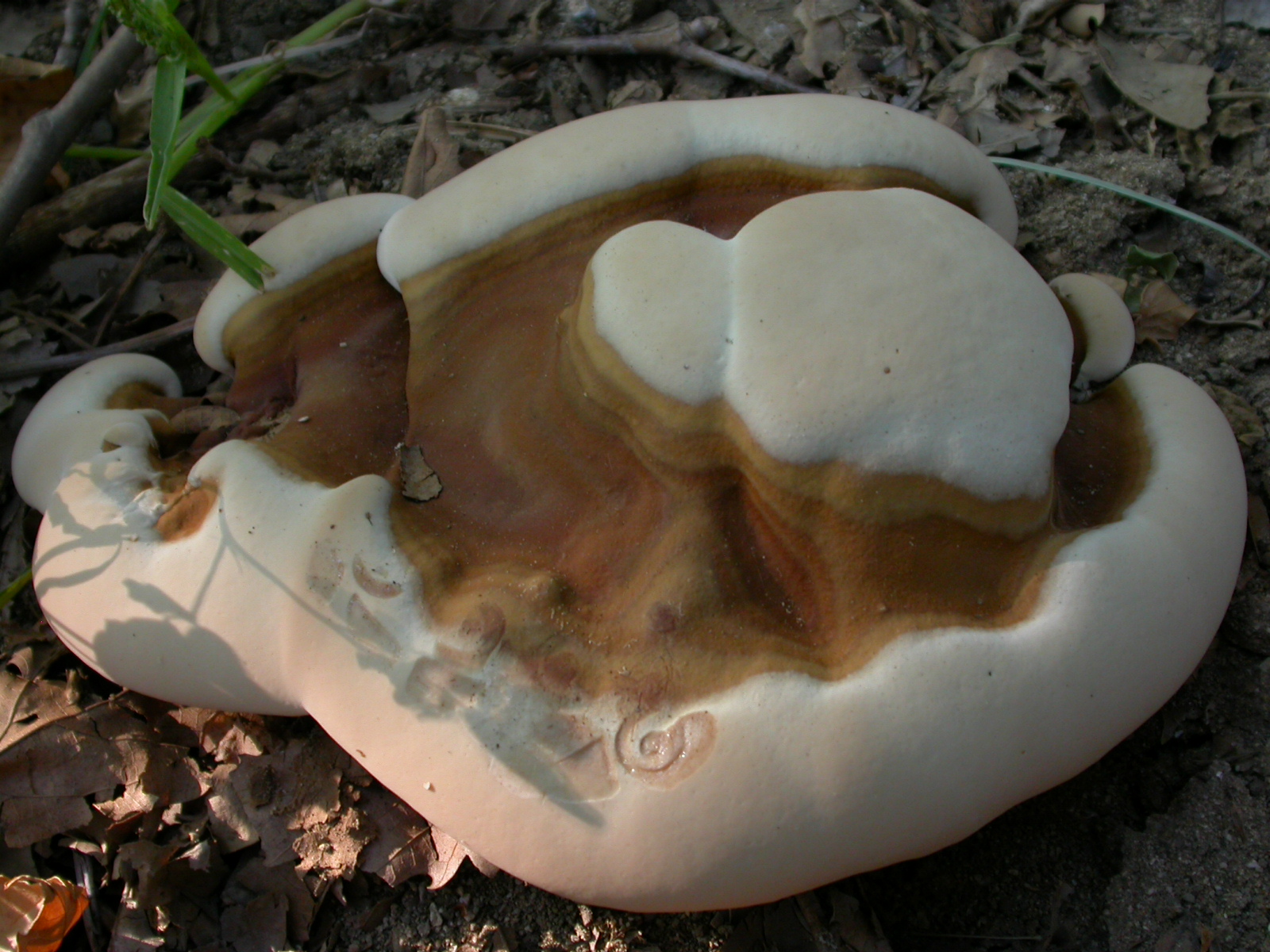 Reçineli Tırak Mantarı - Ganoderma resinaceum